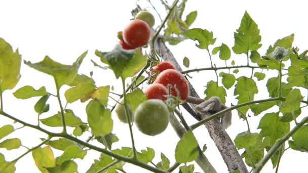 Tomates no jardim — Vídeo de Stock