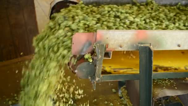 Conveyor belt with hops — Stock Video