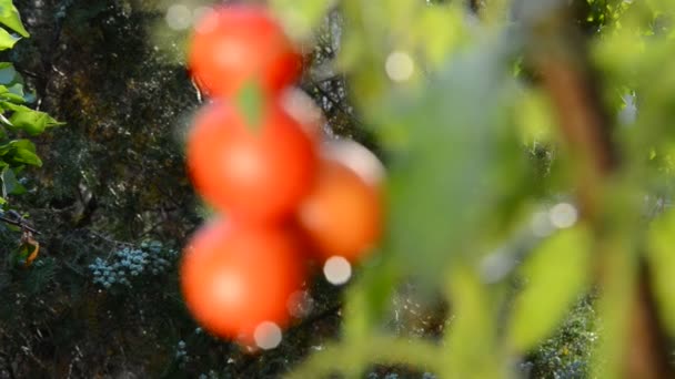 Tomatoes with drops of water — Stock Video