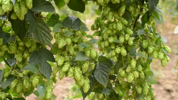 Detalle del campo de lúpulo en la brisa — Vídeos de Stock