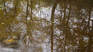 Duvar ilanı creek ayrıntılı görüntü ağaçlar ve kayan yaprakları ile