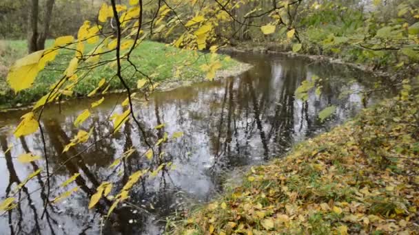 Ruhiger Bach mit Bild von Bäumen — Stockvideo