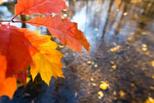 Деталь листьев осенью — стоковое фото