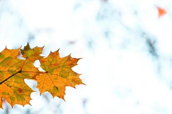 Trockene Blätter auf dem hellen Hintergrund — Stockfoto