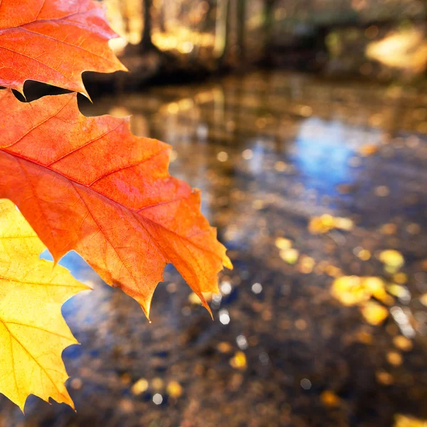 秋季的落叶的细节 — 图库照片