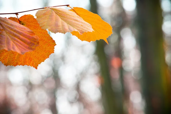 Detail orangefarbener Blätter im Wald — Stockfoto