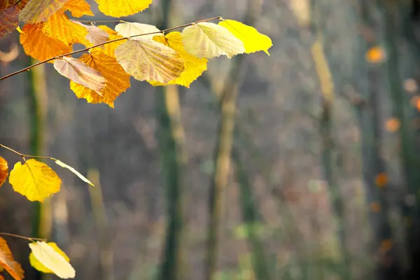 Detalle de las hojas de naranja en el bosque — Foto de Stock