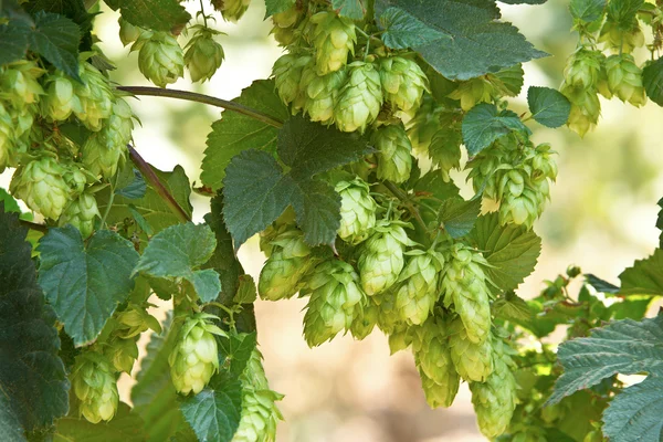 Cones de lúpulo, matéria-prima para a produção de cerveja — Fotografia de Stock