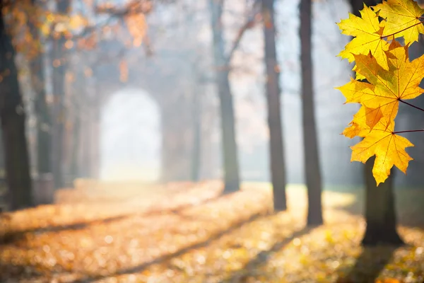 Herbstkolonade mit einem Tor — Stockfoto