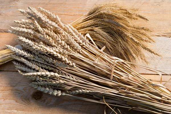 Ячменю й пшениці — стокове фото