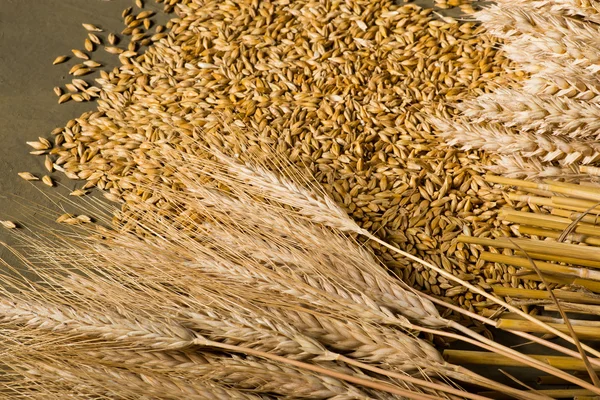 小麦和大麦 — 图库照片