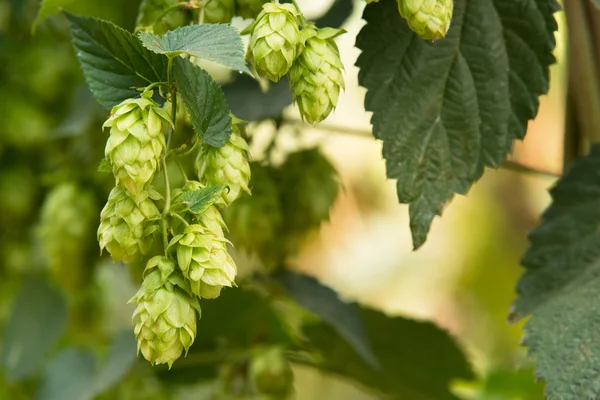 Hop cones in the hop field — Stock Photo, Image