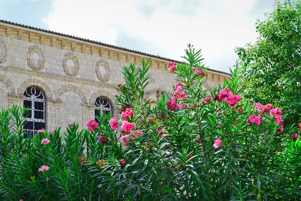 Oleander framför Faneromenis kyrkan — Stockfoto