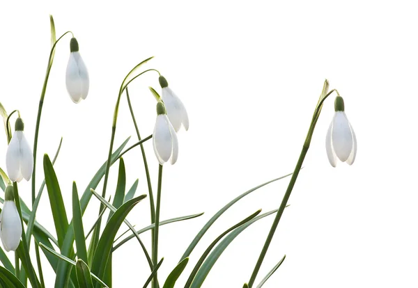 Snowdrops di latar belakang putih — Stok Foto