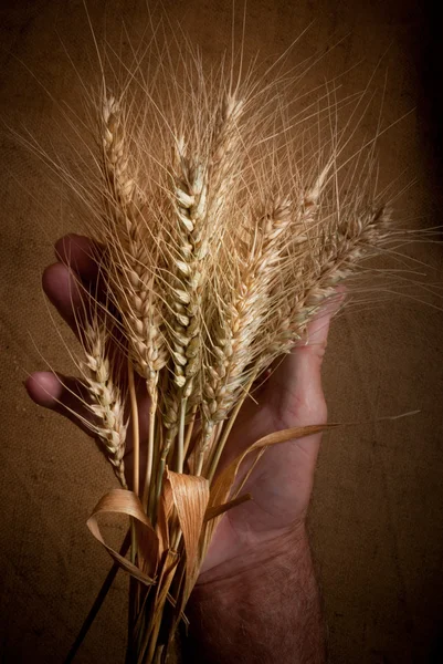 Farmer holding in hands ears of wheat — Stock Photo, Image