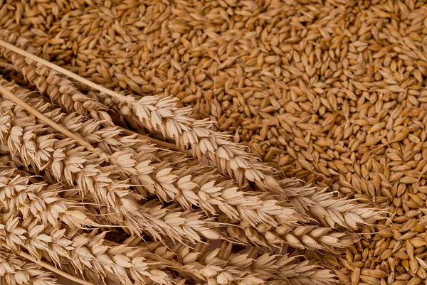 Detail of wheat — Stock Photo, Image