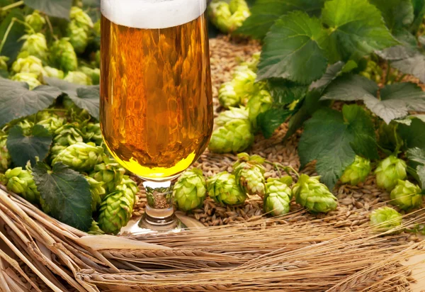 Glass of beer with hops and barley — Stock Photo, Image