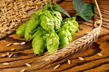 Hop koniler ve arpa
