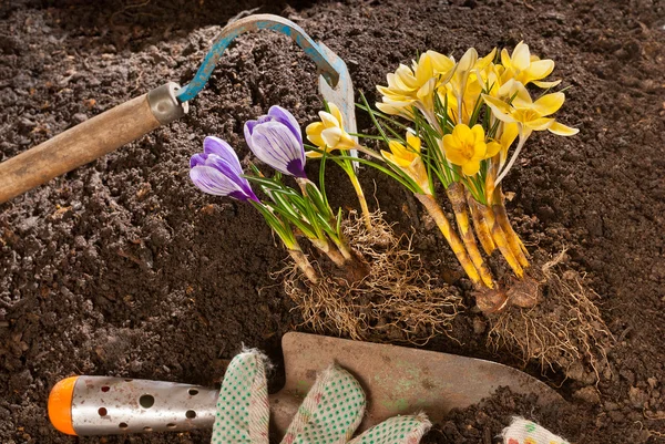 Aanplant van violet crocus — Stockfoto