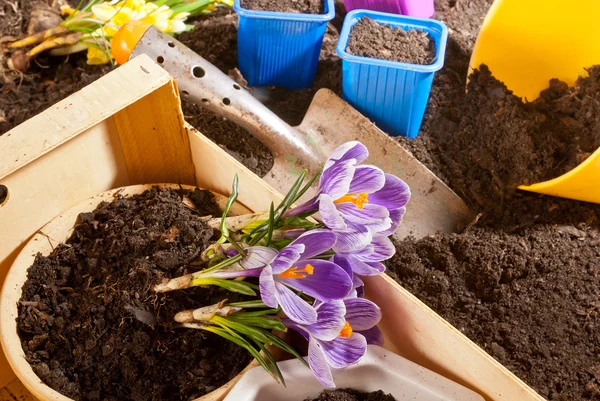 Planting of violet crocus — Stock Photo, Image