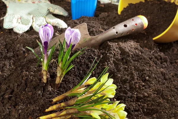 Planting of violet crocus Stock Photo