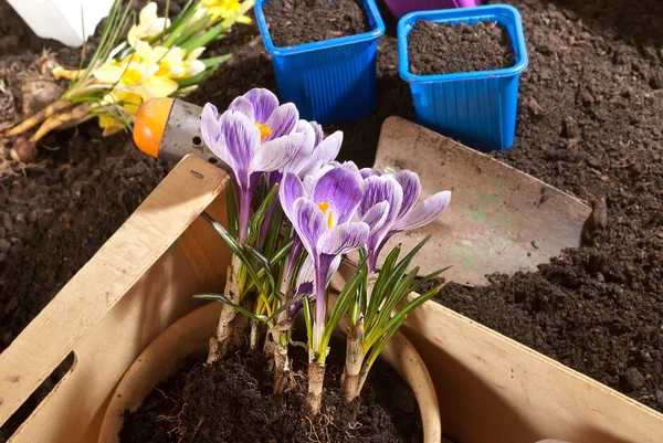 Planting of crocus Stock Picture