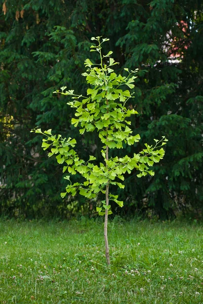 Pequena árvore ginkgo no parque — Fotografia de Stock