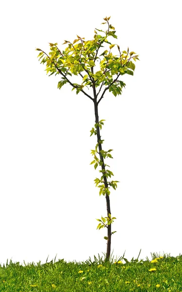 Pequena árvore de damasco no fundo branco — Fotografia de Stock
