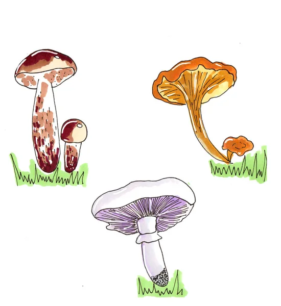Ilustração manual cogumelos florestais comestíveis — Fotografia de Stock