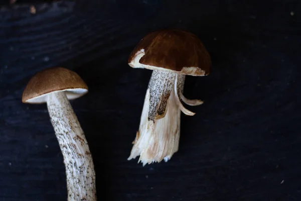 Foto funghi foresta commestibili su uno sfondo scuro — Foto Stock