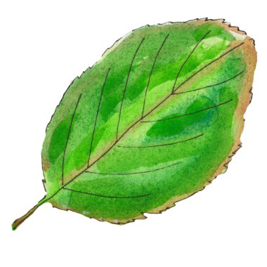 Şirin, tek elle çizilmiş suluboya yeşil ağaç yaprağı