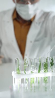 Laboratuvar önlüğü giyen bilim adamı, beyaz koruyucu eldivenler ve yüz maskesi laboratuarda analiz etmek için bitkiler içeren test tüplerine sıvı damlatıyor. Bilim ve tıp.