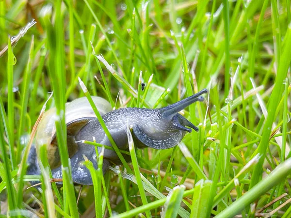 Snail Wet Grass — Stock Photo, Image