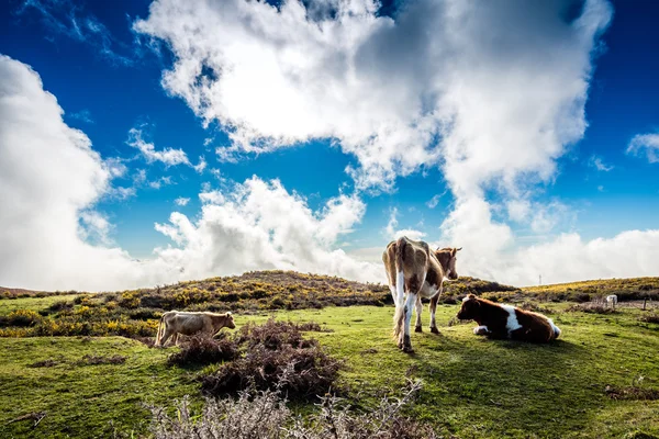 Кілька корів, котрі пасуться на плато, Мадейра — стокове фото