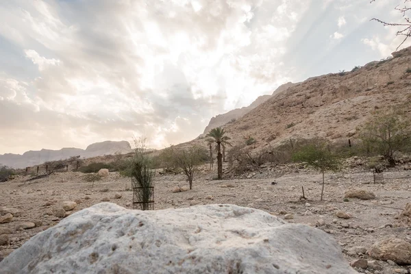 Kanion w En Gedi rezerwatu i National Park, Izrael — Zdjęcie stockowe