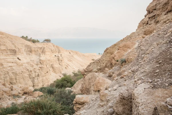 Каньон в заповеднике Эн-Геди и национальном парке, Израиль — стоковое фото