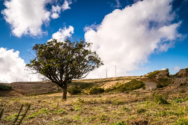 Madeira, Portekiz için Plato üzerinde yeşil ağaç — Stok fotoğraf