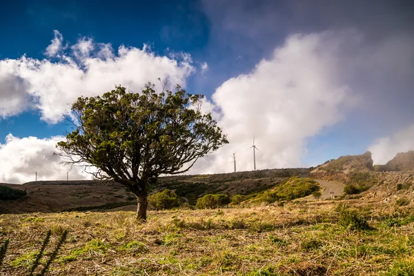 ポルトガル、マデイラ島の高原に緑の木 — ストック写真