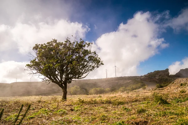 Madeira, Portekiz için Plato üzerinde yeşil ağaç — Stok fotoğraf