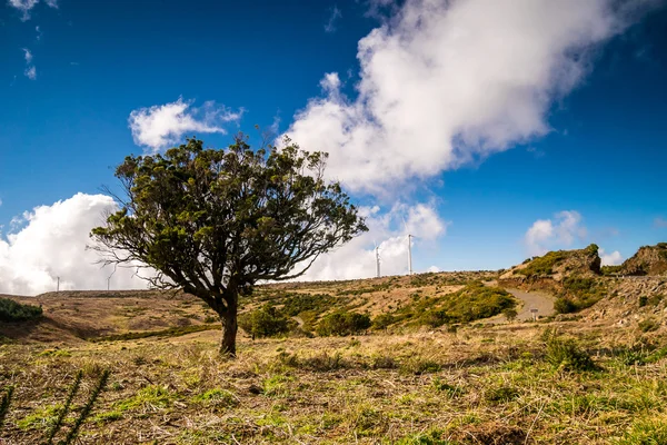 Árvore verde no planalto da Madeira, Portugal — Fotografia de Stock