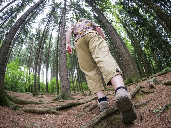 Escursionista nella foresta — Foto Stock