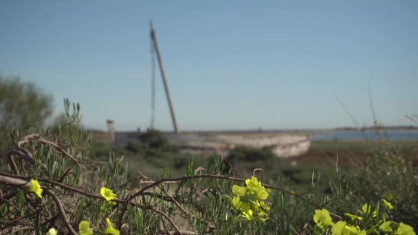 Κίτρινα Λουλούδια Στο Παλιό Ξύλινο Αλιευτικό Σκάφος Ria Formosa Natural — Αρχείο Βίντεο