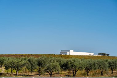 7 Ekim 2020 - Campo Maior, Portekiz: Alentejo 'da Adega Belediye Başkanı denilen şarap evi