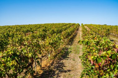 Sonbaharda Alentejo 'nun üzüm bağları, Portekiz, Avrupa