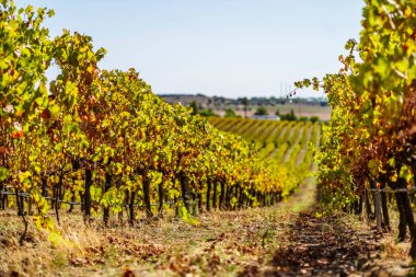 Sonbaharda Alentejo 'nun üzüm bağları, Portekiz, Avrupa