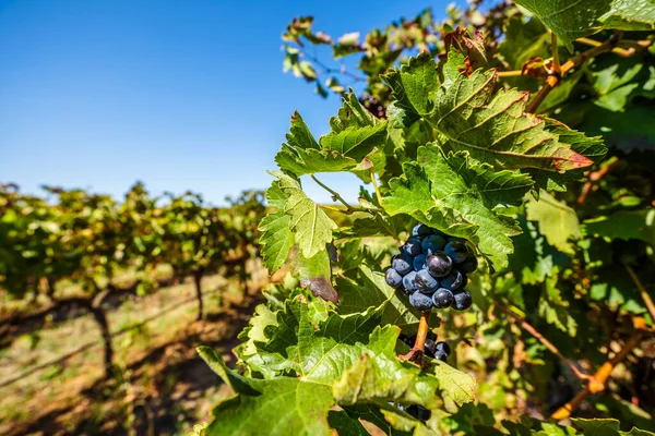 Close Grape Vineyards Alentejo Portugal Europe — стоковое фото