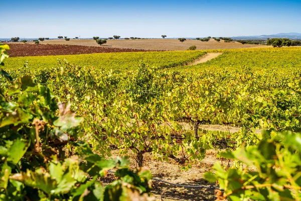 Виноградники Алентежу Осенью Португалия Европа — стоковое фото