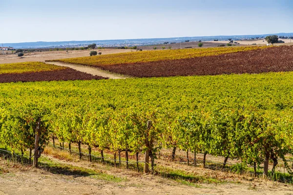 秋の間のAlentejoのブドウ畑 ポルトガル ヨーロッパ — ストック写真