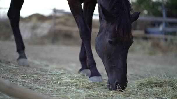 Nice Healthy Dark Horse Eating Hay His Paddock — Stock Video