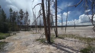 celestine Havuzu, alt Şofben Havzası, yellowstone Milli Parkı, ölü ağaçlar